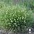 Pennisetum alopecuroides Little Bunny.jpg